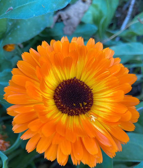 Calendula’s Corner